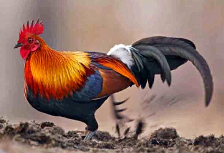 Kenapa Ayam Mampu Melihat Malaikat Sedangkan Keledai Tidak